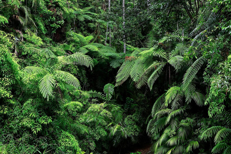 Yes, forest trees die of old age. But the warming climate is killing ...