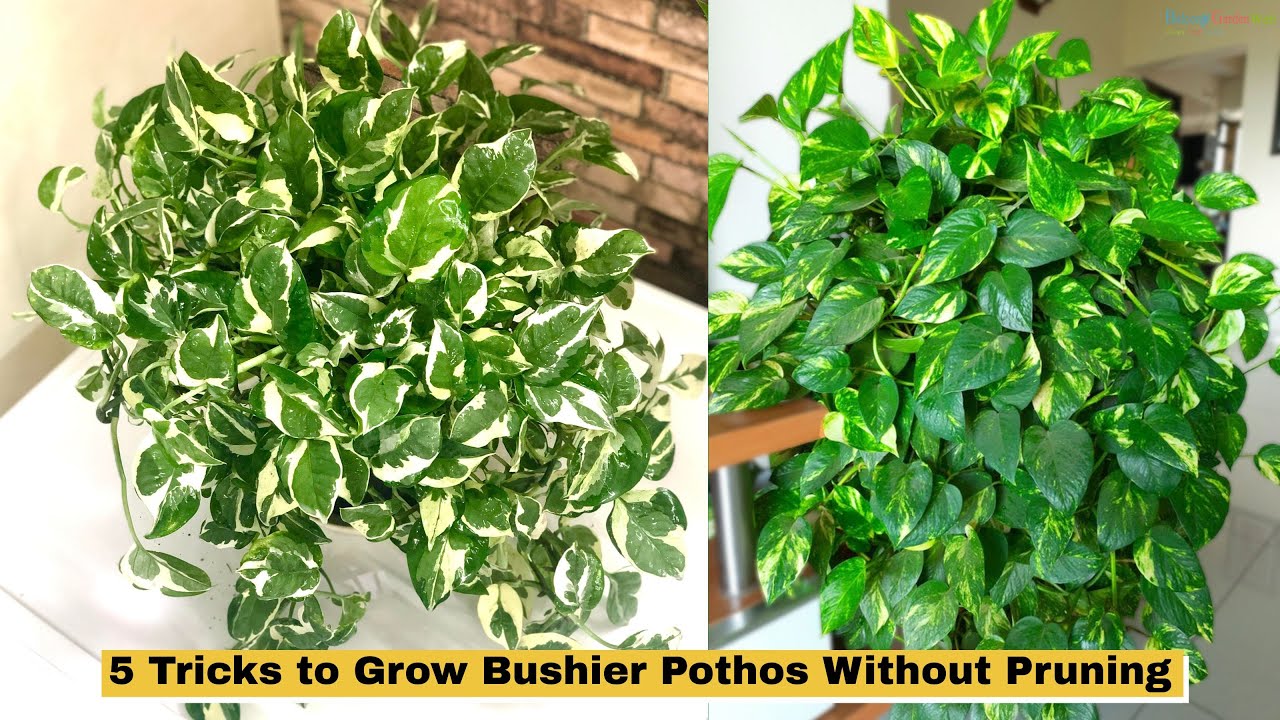Make your pothos thrive with 5 tricks that don’t require pruning