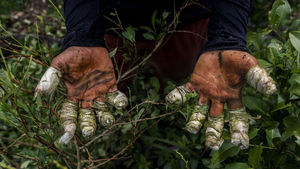 ترامب يتهم فنزويلا بدور أساسي في تهريب المخدرات - صحة news from BBC