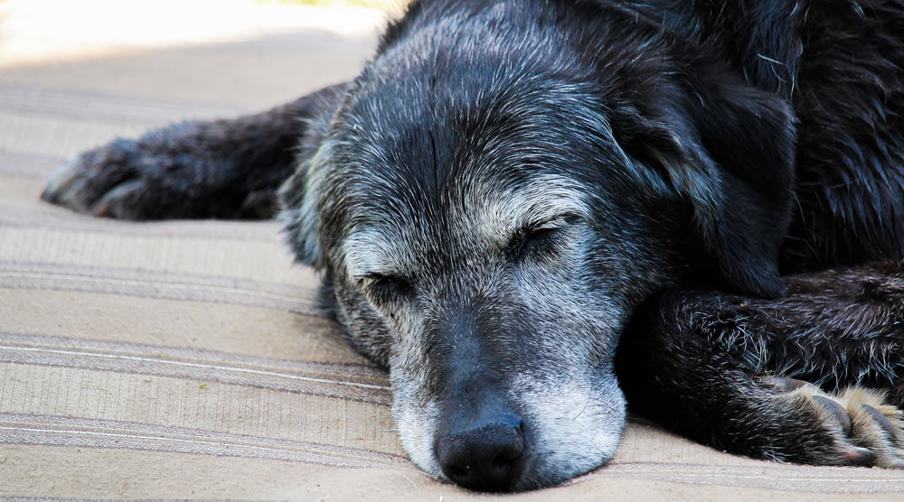 Cane anziano salvato dall’eutanasia poche ore prima, adottato dopo un ...