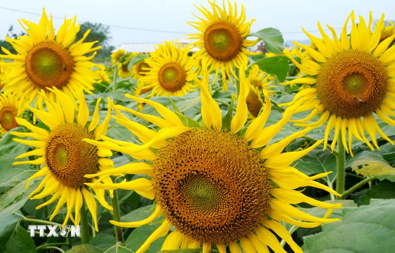 Quảng Ngãi: Cánh đồng hoa hướng dương rực rỡ ở An Phú thu hút du khách