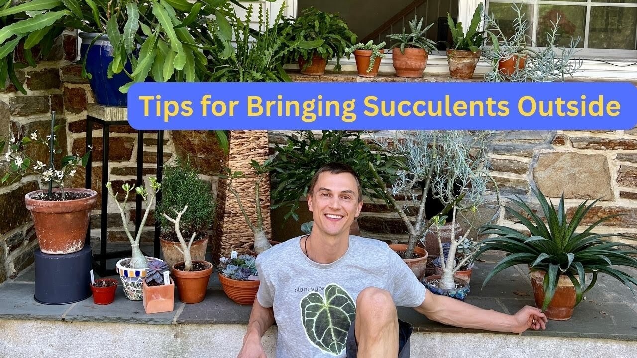 How to bring succulents outside correctly for summer - top 3 tips