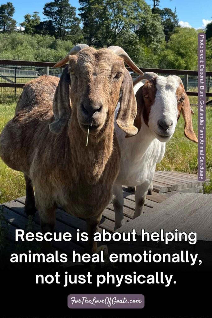 Running a goat rescue: What it really takes