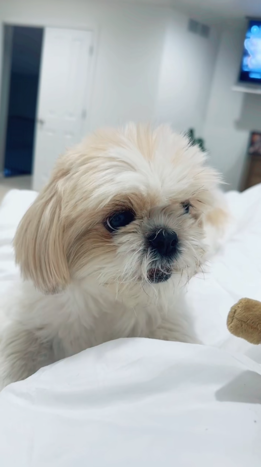 When a Shih Tzu is confused and a little sad