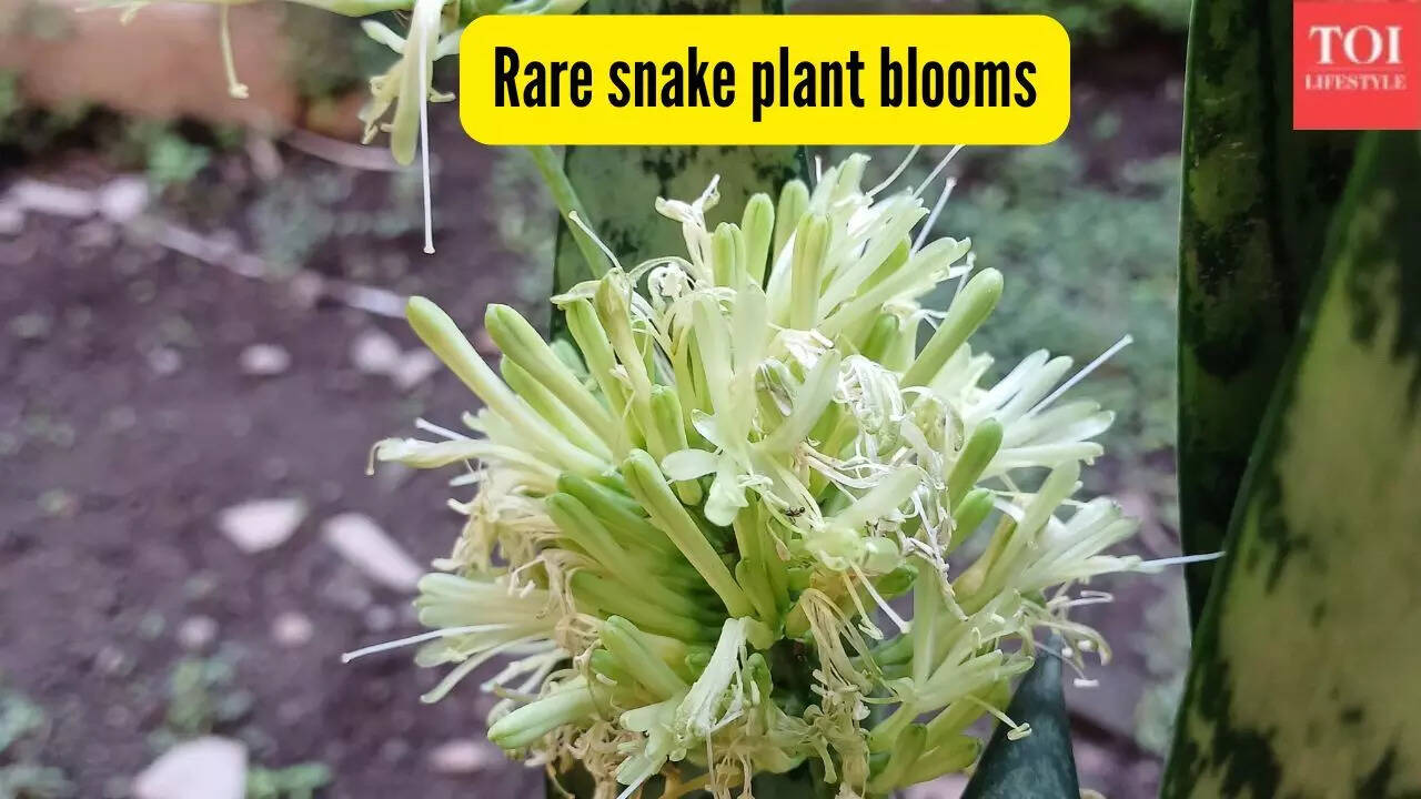 How to get your snake plant to bloom and why this rare flower is ...