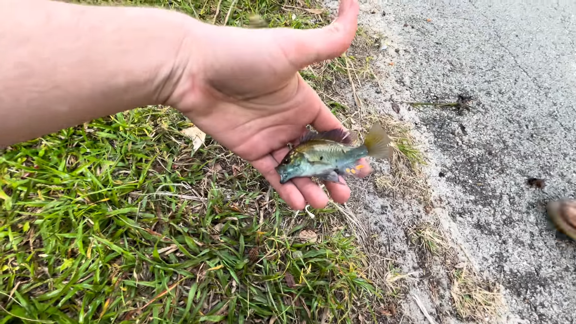 Catching colorful aquarium fish with a net trap in a small creek