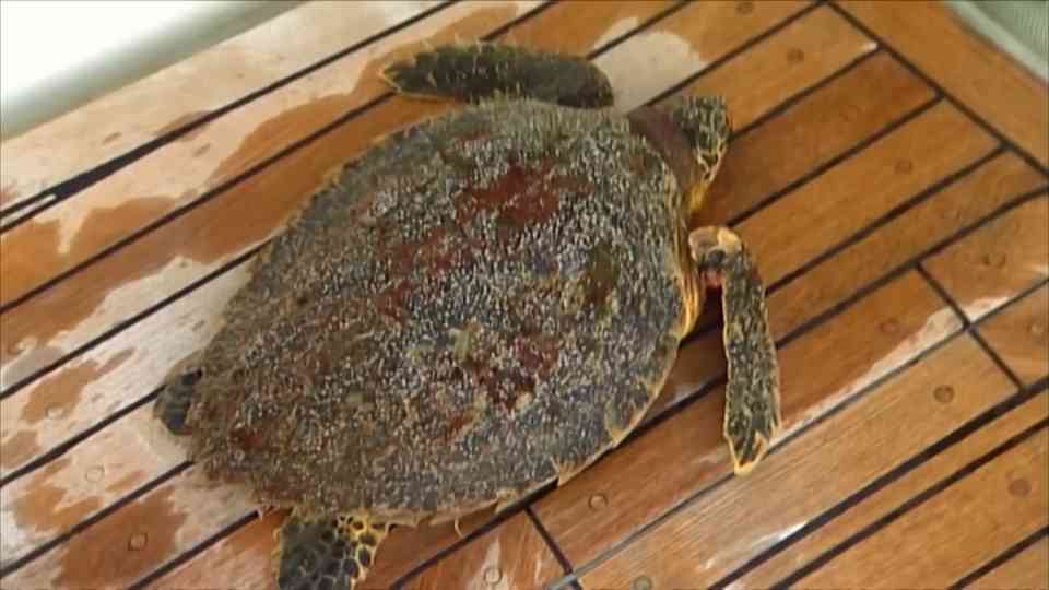 How a critically injured turtle was found floating near death