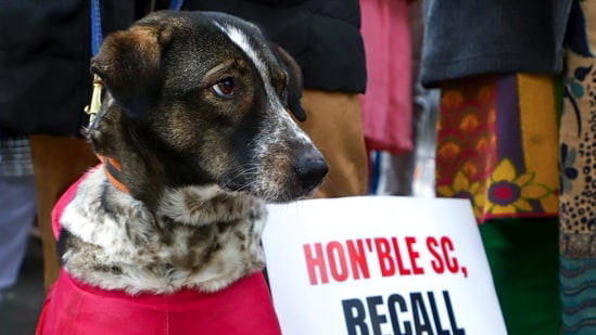 'Strays raped', 'Don't know dog's mood': Arguments during Supreme Court ...