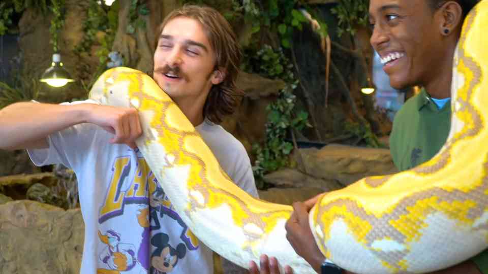 130 pounds of pure muscle: the massive reticulated python named Gemma