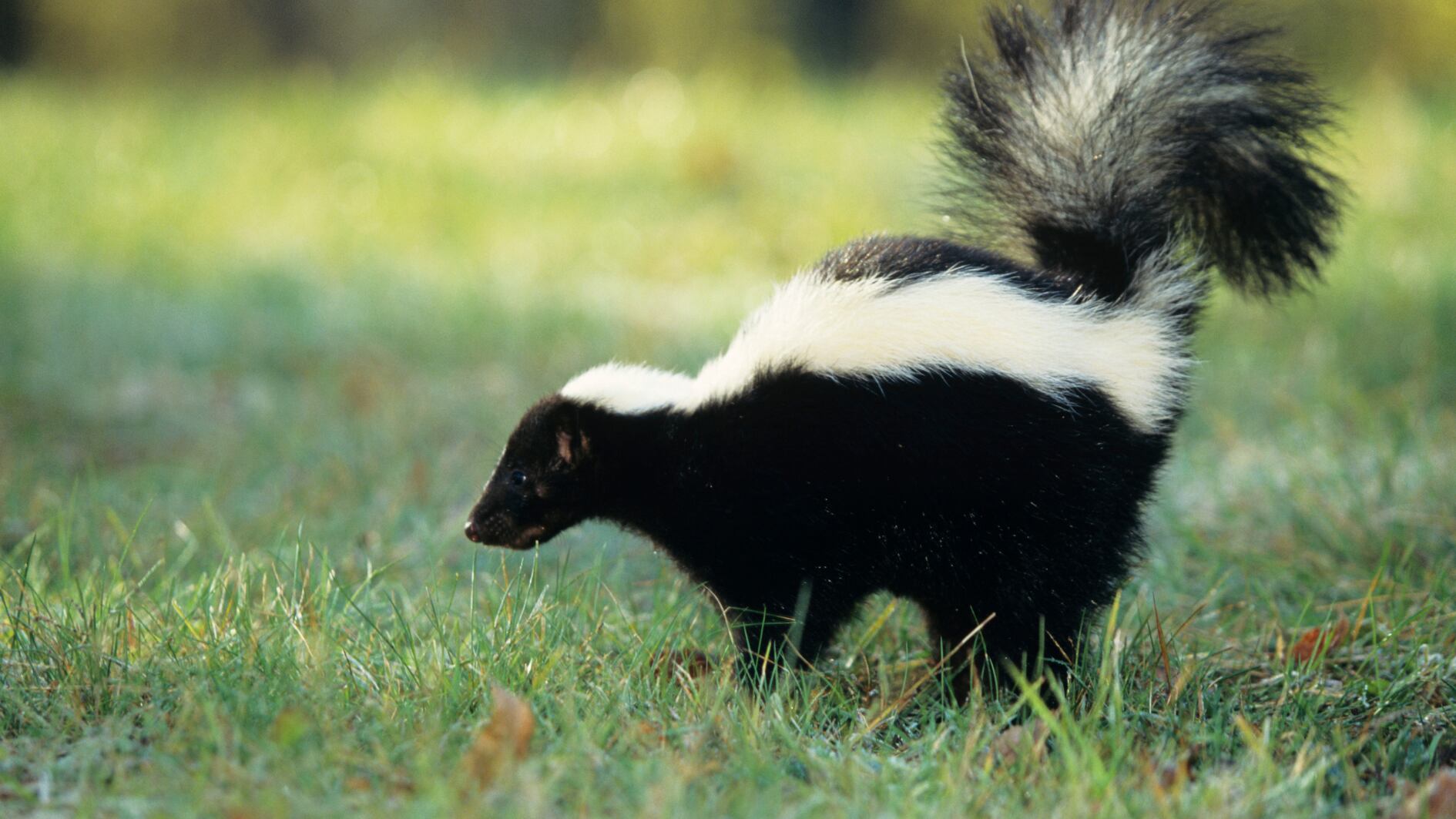 Botetourt County residents warned after skunk tests positive for rabies