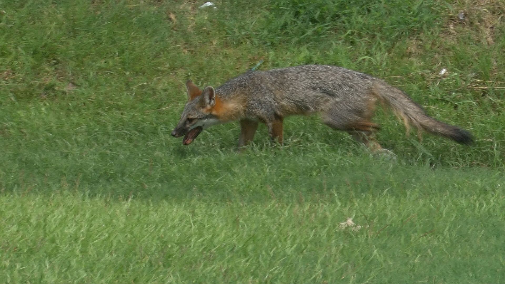 Rabid fox in Columbus neighborhood prompts safety advisory