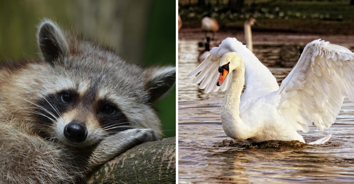Adorable animals that can be very dangerous