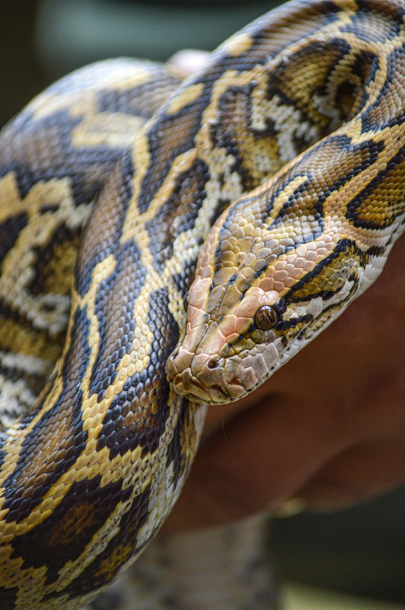 If you have kids you’ll want to avoid these reptile pets