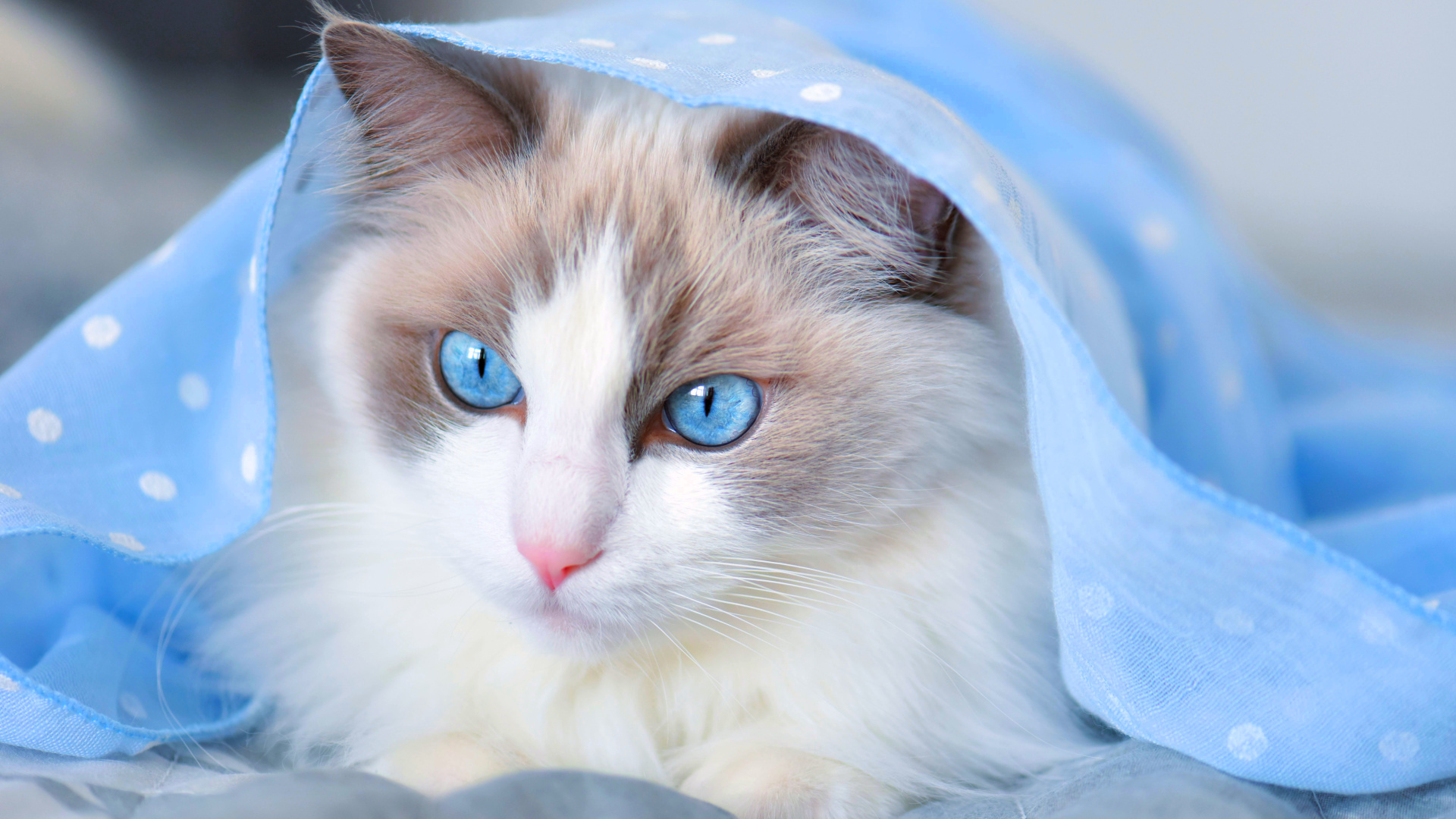 Fun facts about Ragdoll cats