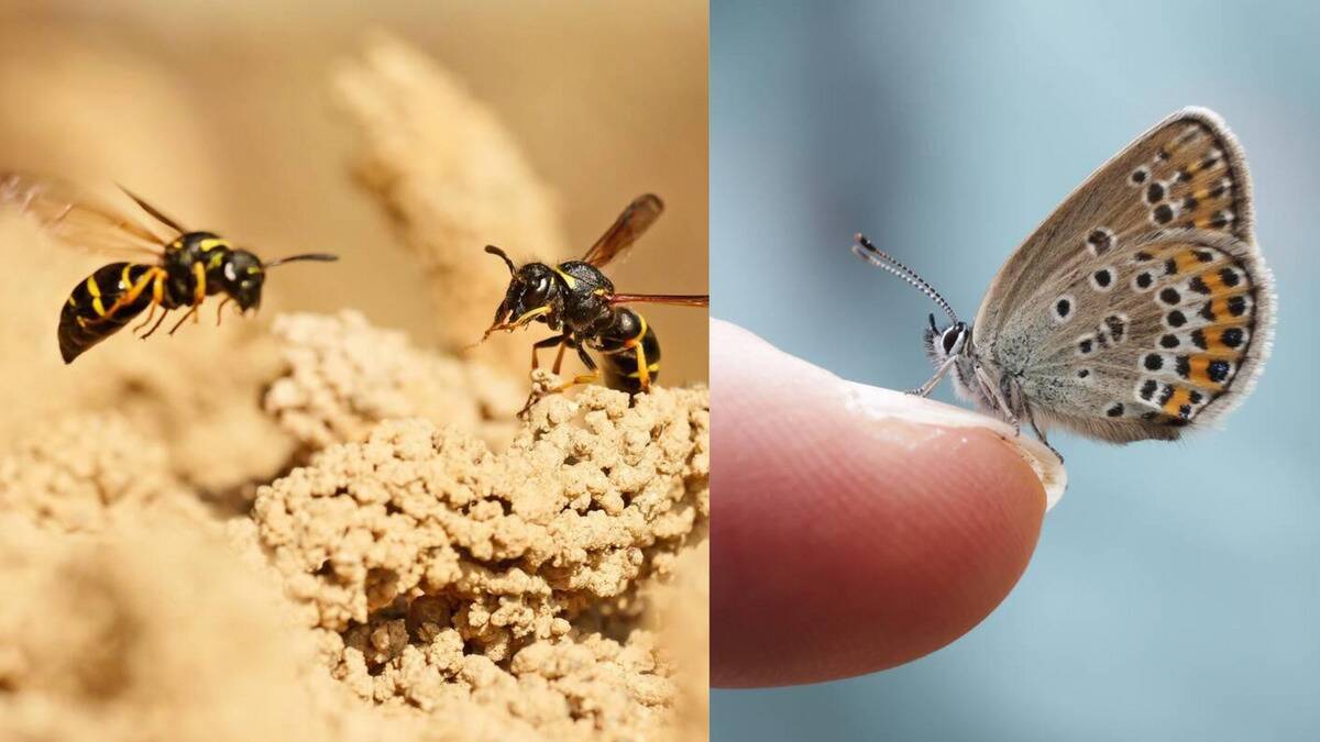 How insects navigate using invisible magnetic highways