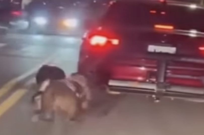 Horror video shows moment 2 dogs dragged behind car in front of shocked ...