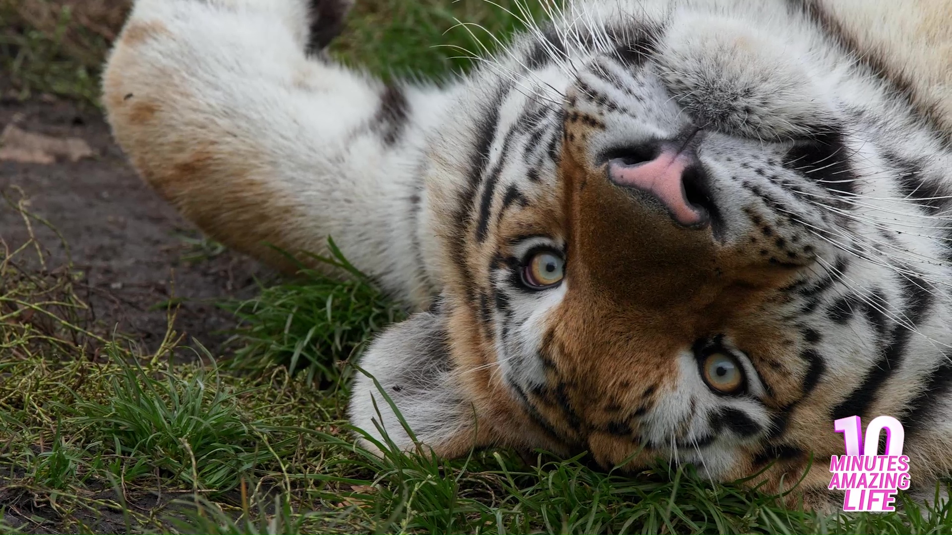 I saw a tiger relax on camera