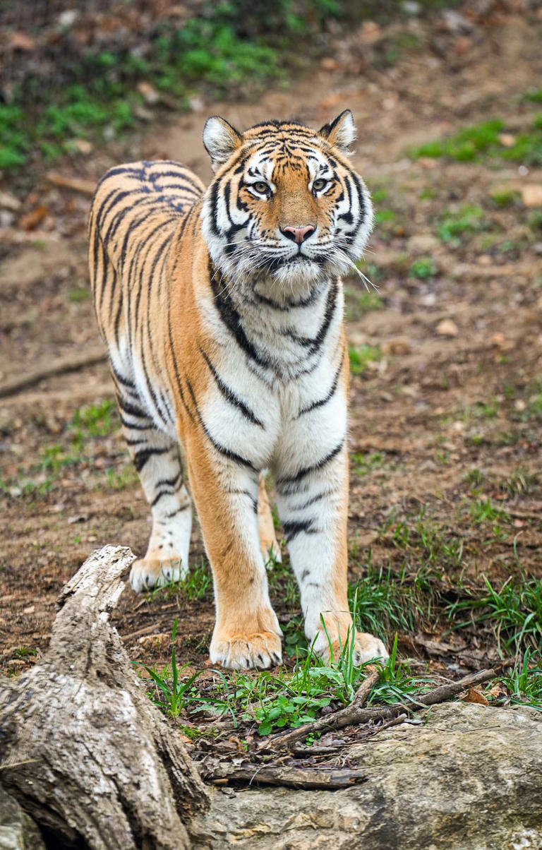 louisville-zoo-welcomes-3-year-old-amur-tiger-the-largest-living-feline