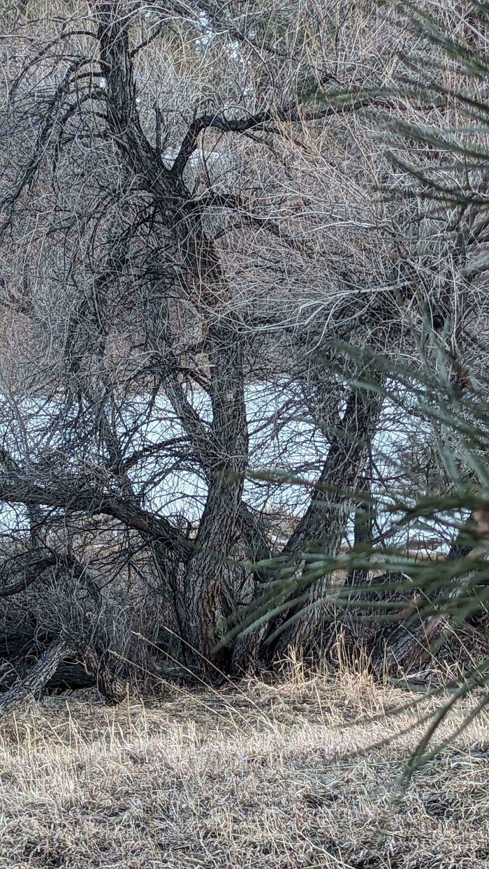‘When You See It’: 28 Perfectly Camouflaged Things That Take Ages To Find