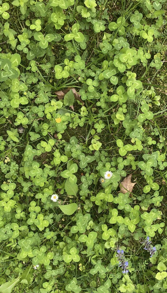 ‘When You See It’: 28 Perfectly Camouflaged Things That Take Ages To Find
