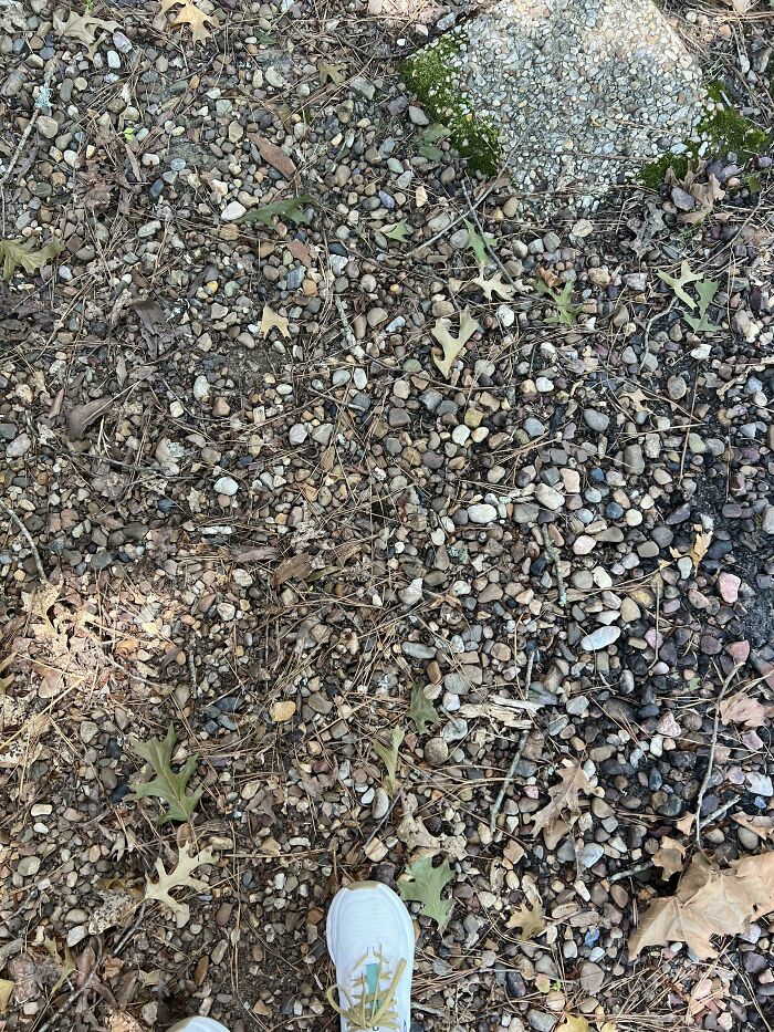 ‘When You See It’: 28 Perfectly Camouflaged Things That Take Ages To Find