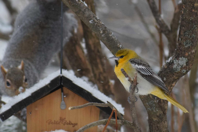 Bird rarely seen in northeast spotted in southern Vermont