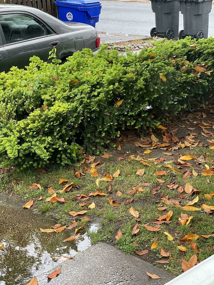 ‘When You See It’: 28 Perfectly Camouflaged Things That Take Ages To Find