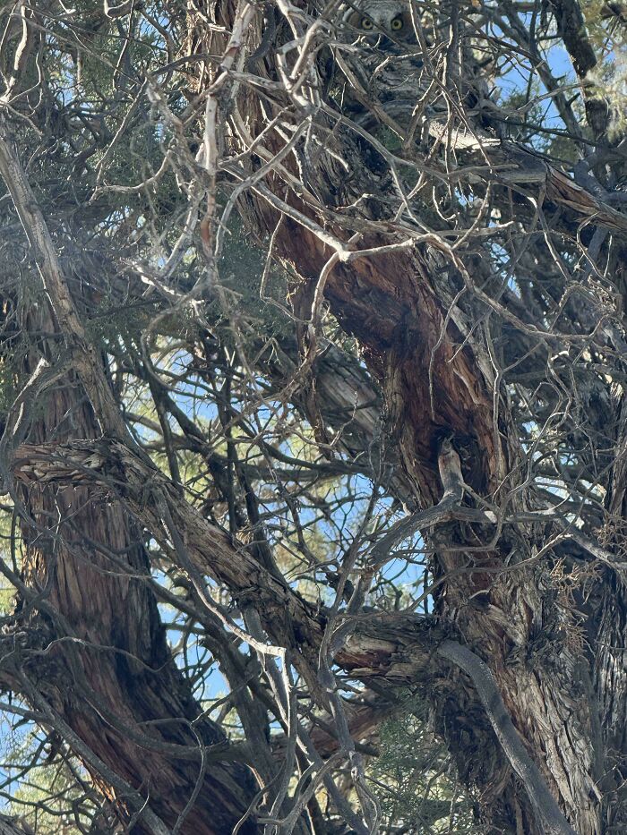 ‘When You See It’: 28 Perfectly Camouflaged Things That Take Ages To Find