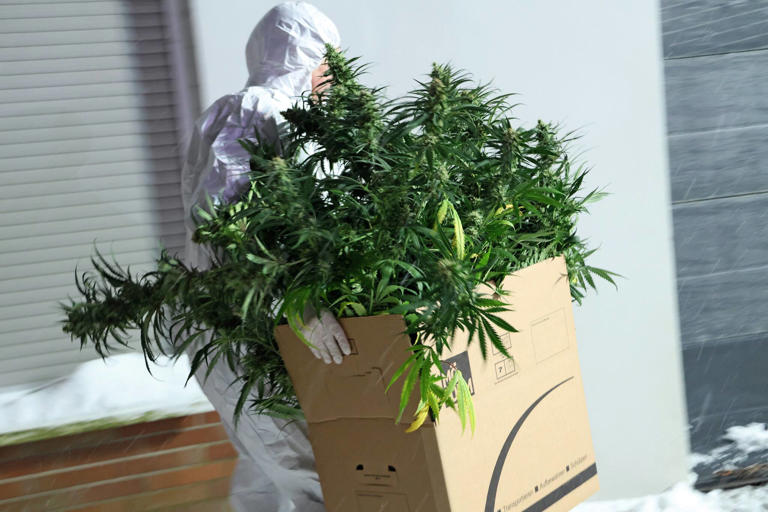 Polizei entdeckt große Cannabisplantage in Birkelbach: 
