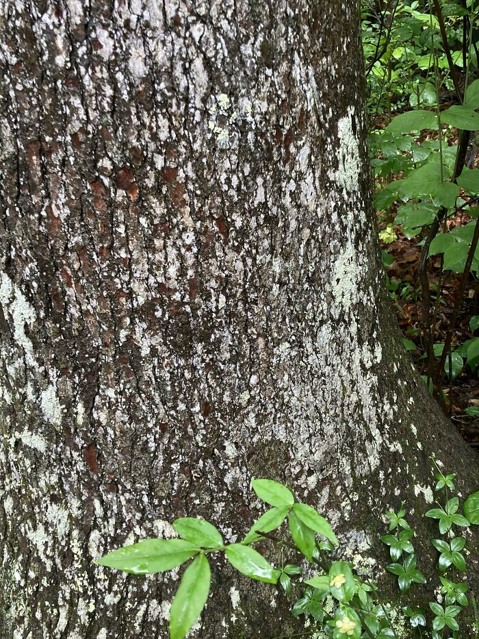 ‘When You See It’: 28 Perfectly Camouflaged Things That Take Ages To Find