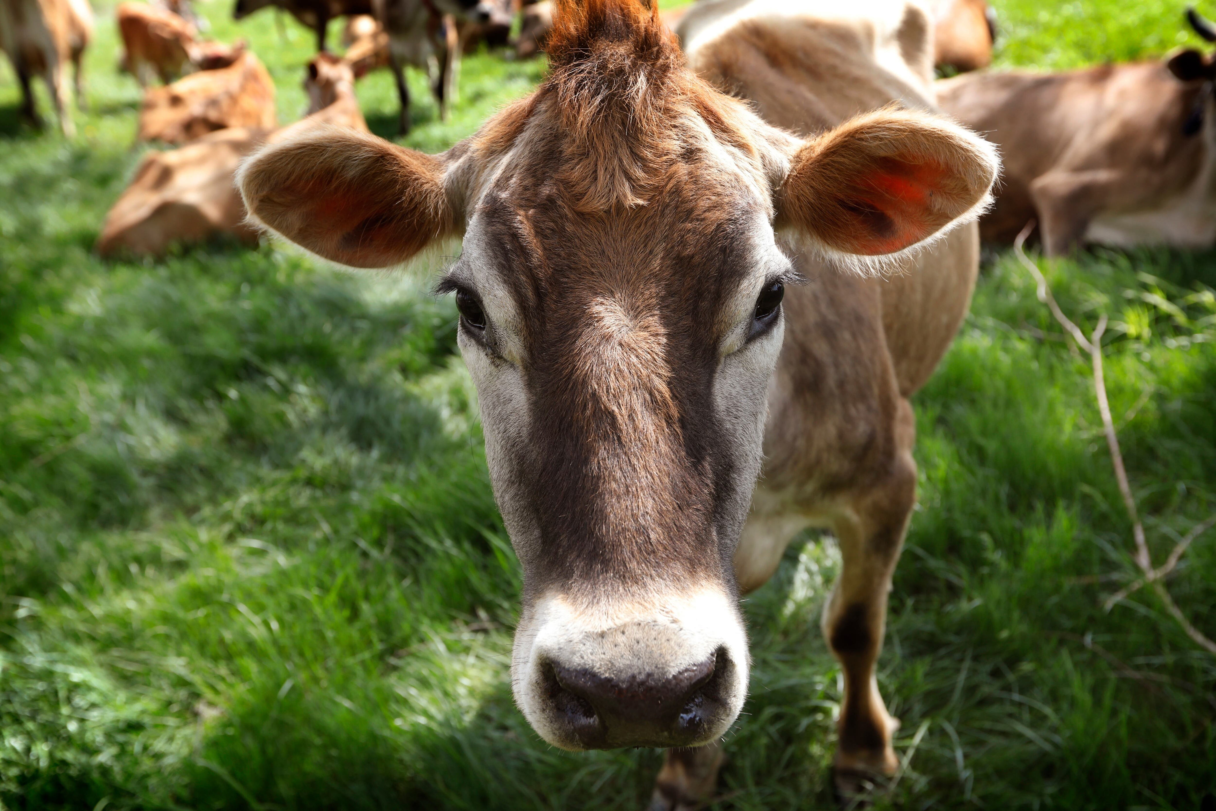Dairy leader expects difficulty finding workers 'if we don't allow more ...
