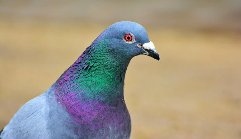 What I've learned from studying the wild pigeon