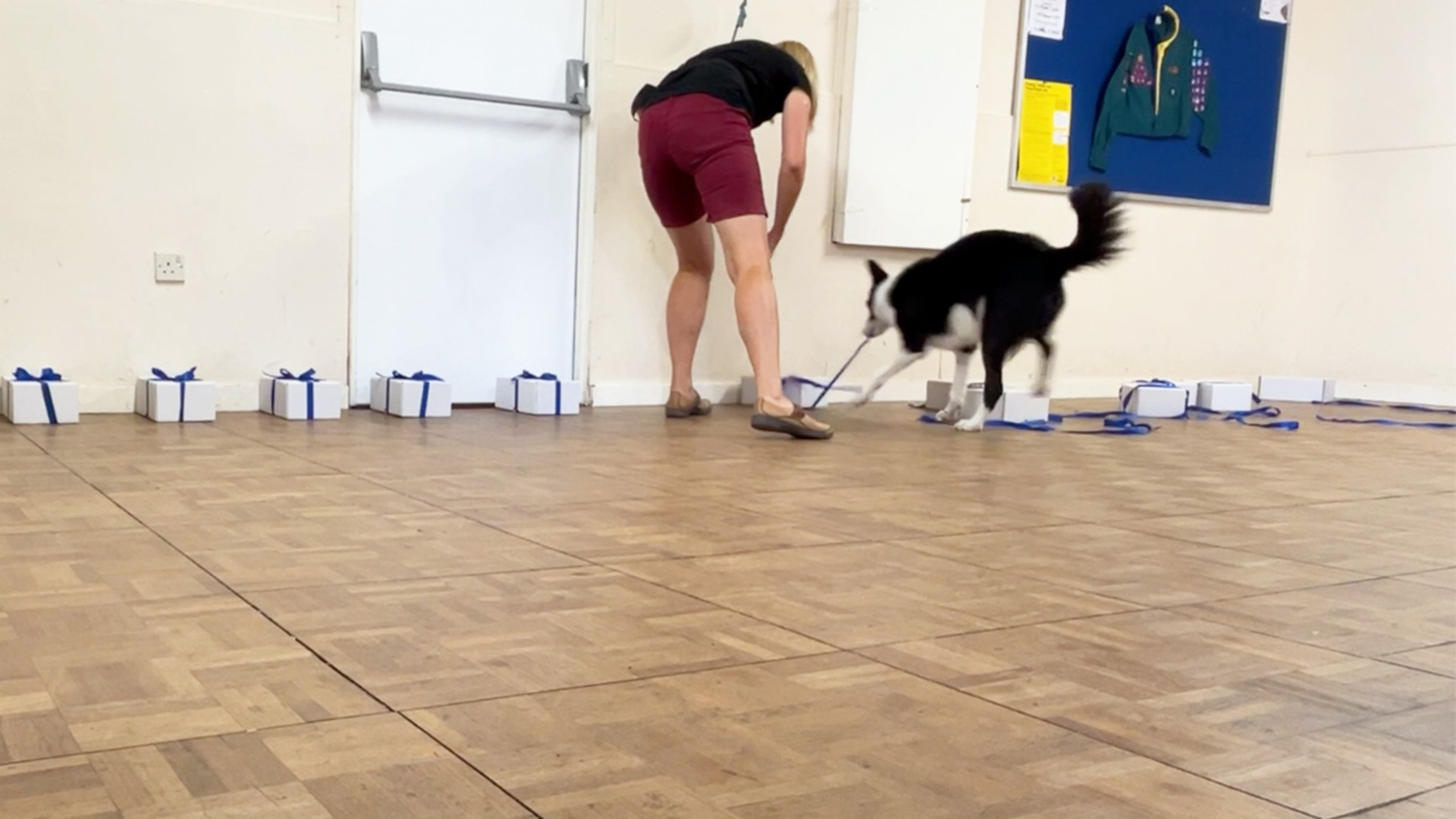 Most ribbon bows undone by a dog in one minute - 11 by Simba