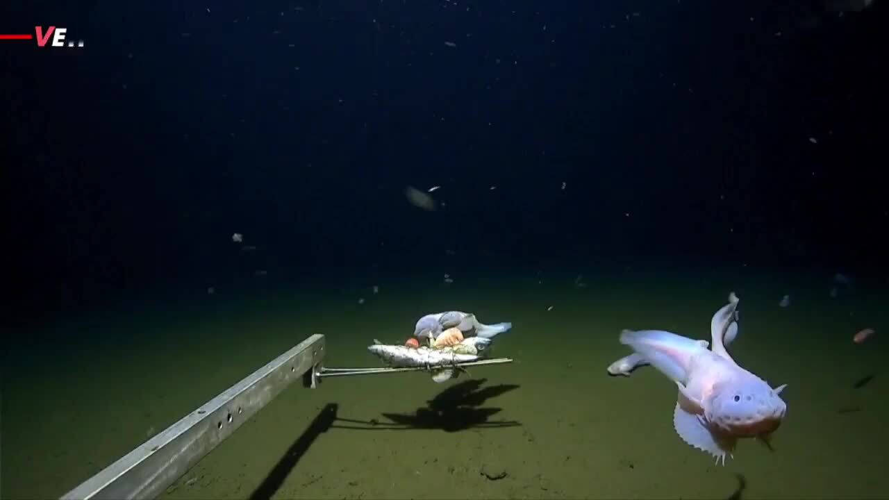Was this fish caught at the greatest depth ever recorded?