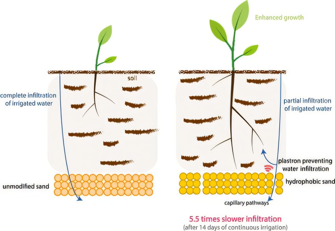 Engineers create water-saving sand layer to improve plant resilience ...