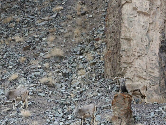‘When You See It’: 28 Perfectly Camouflaged Things That Take Ages To Find
