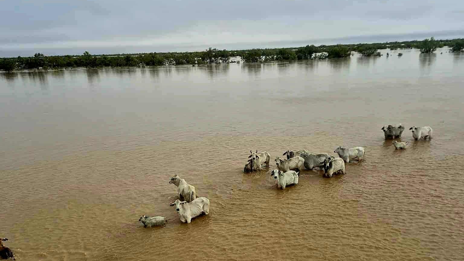 Queensland Cattle Crisis and Victoria's Fire Emergency Highlight Australia's Environmental Challenges