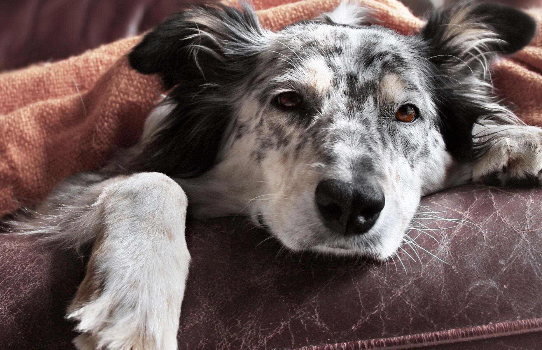 20 signs your dog is sick and what to do about it