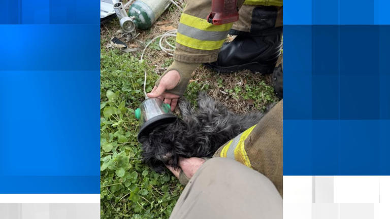 Firefighters rescue pets, revive dog after house fire in Muscle Shoals