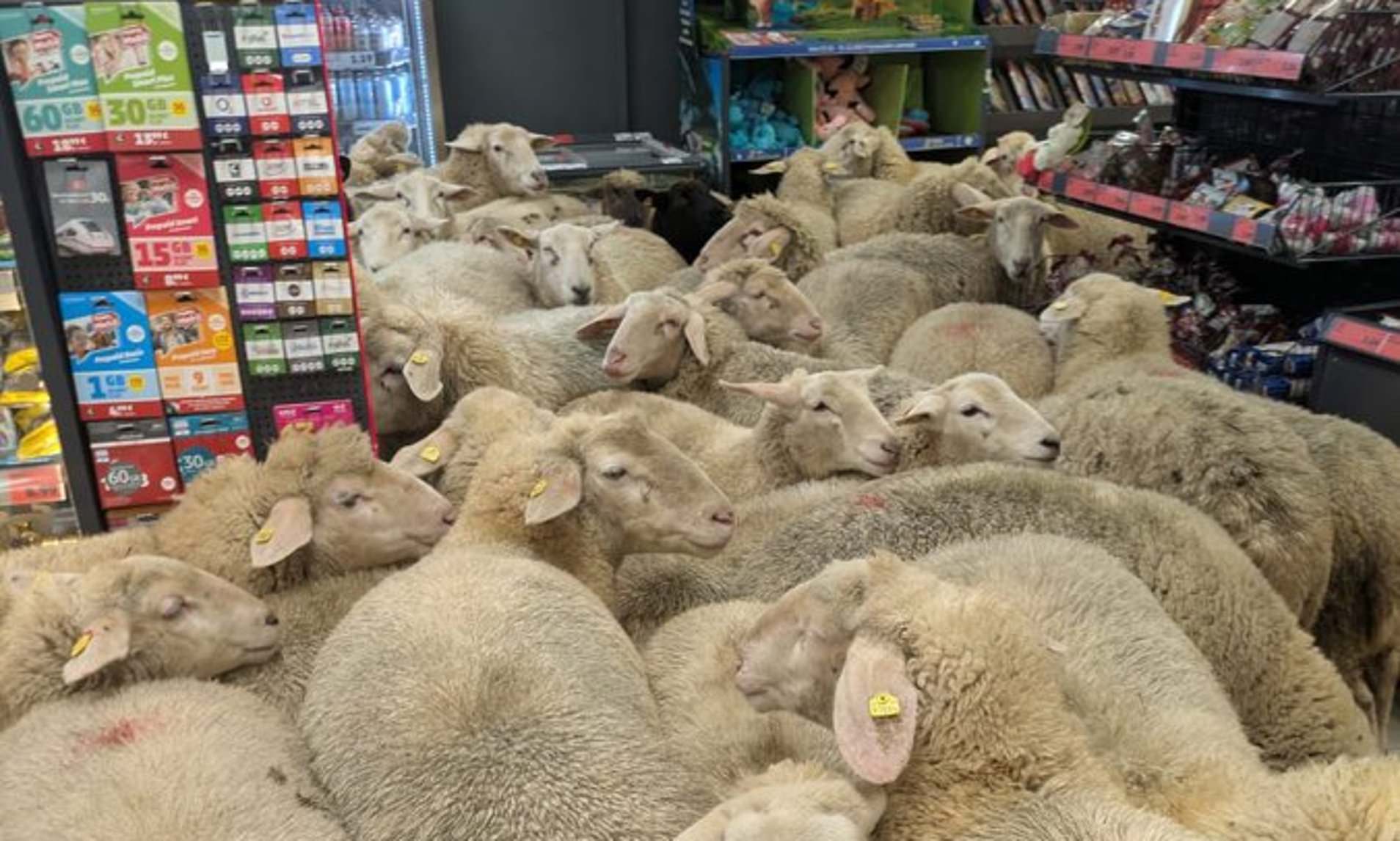 Sheep and cheerful! Ram-paging animals flock through supermarket in Germany