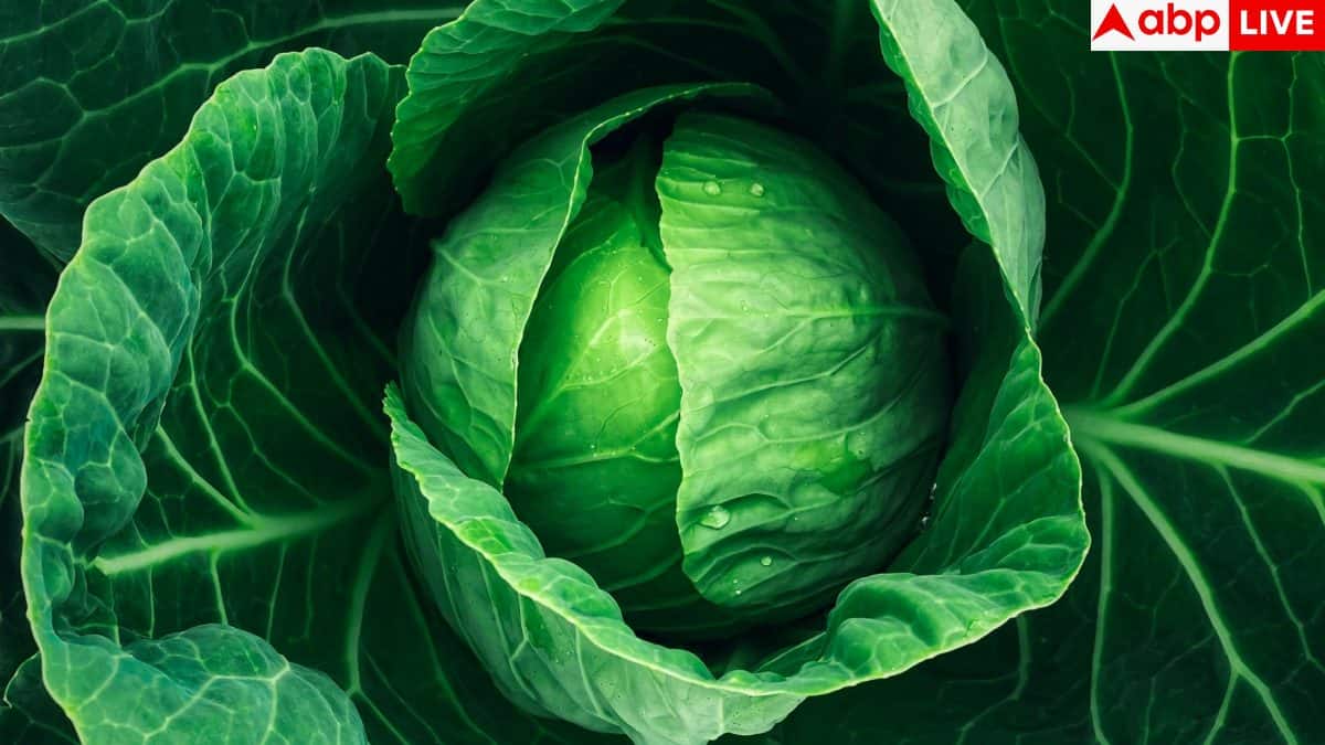 Cabbage cleaning tips: पत्ता गोभी काटते समय क्या सावधानी बरतें, जिससे ...