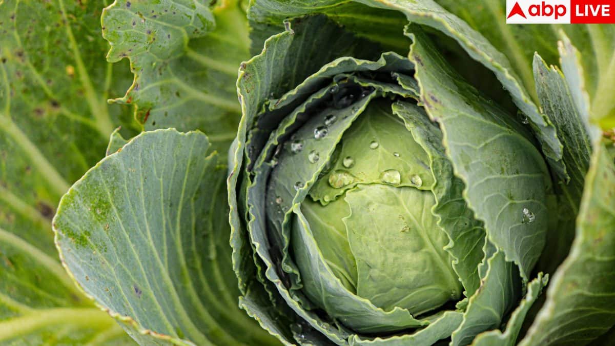 Cabbage cleaning tips: पत्ता गोभी काटते समय क्या सावधानी बरतें, जिससे ...