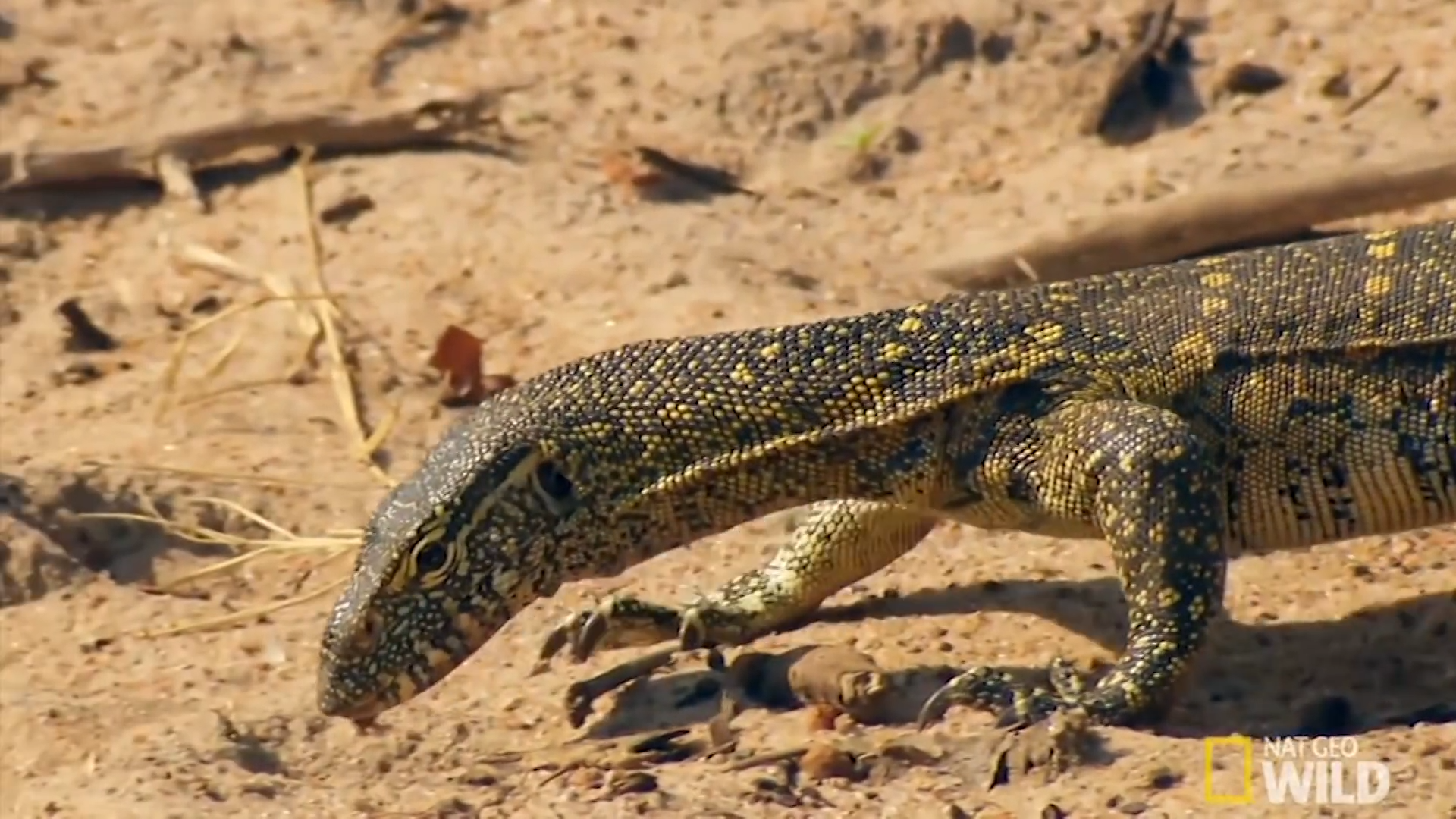 How lizards unlocked one of the most flexible survival kits in the game