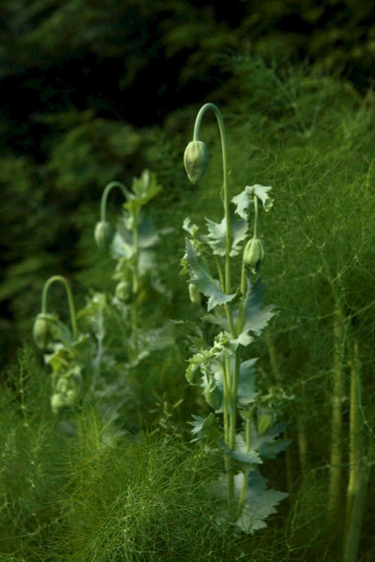 Gardening 101: Opium poppy
