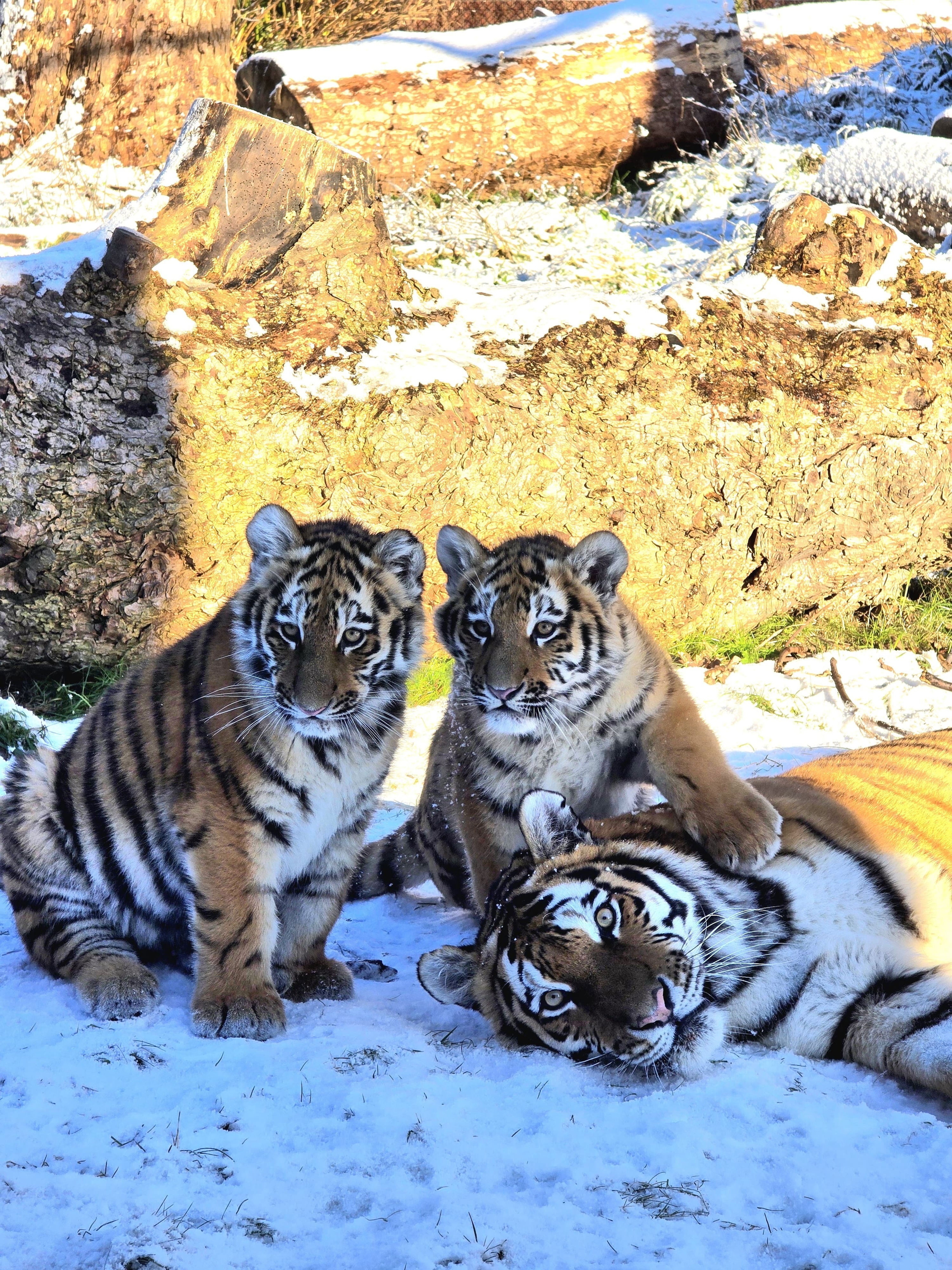 'They're loving every second': 10 pics as 5-month-old tiger cubs enjoy ...