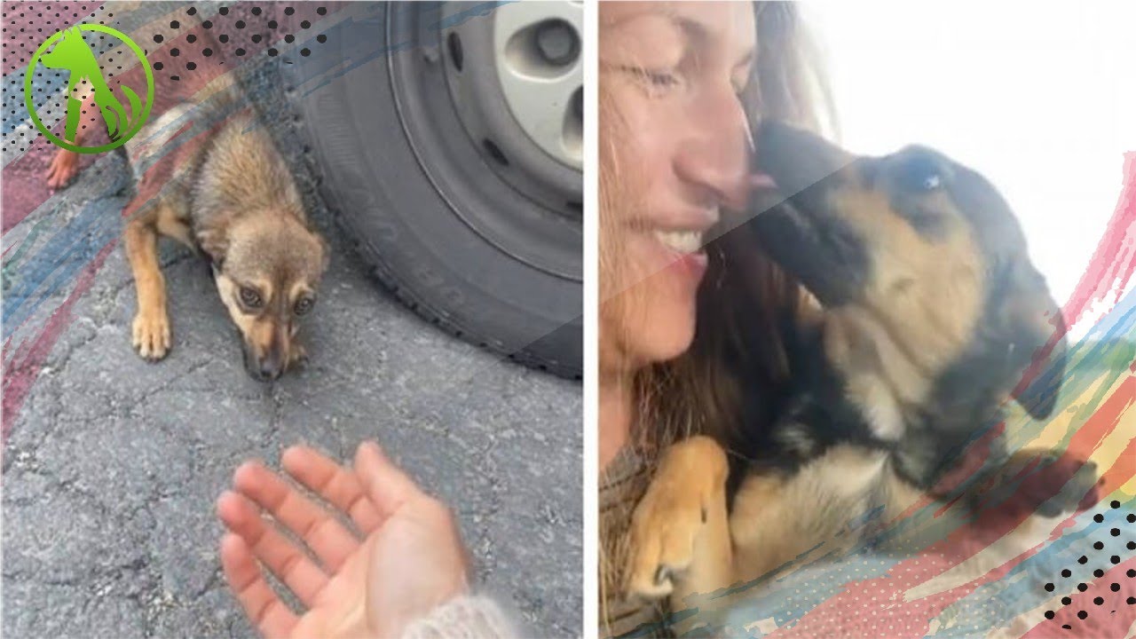 Abandoned dog melts in woman’s arms after she rescues him from the roadside<br><br>