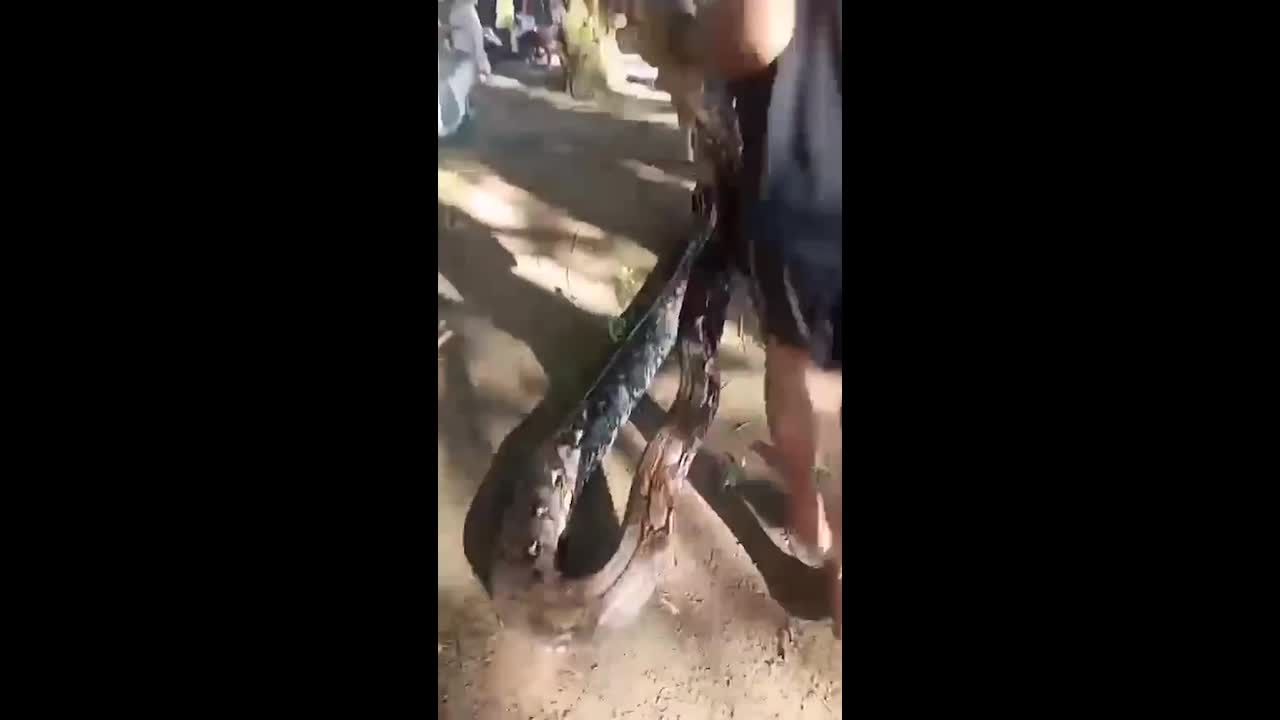 Boy, 11, survives horror python attack outside his family home in Indonesia