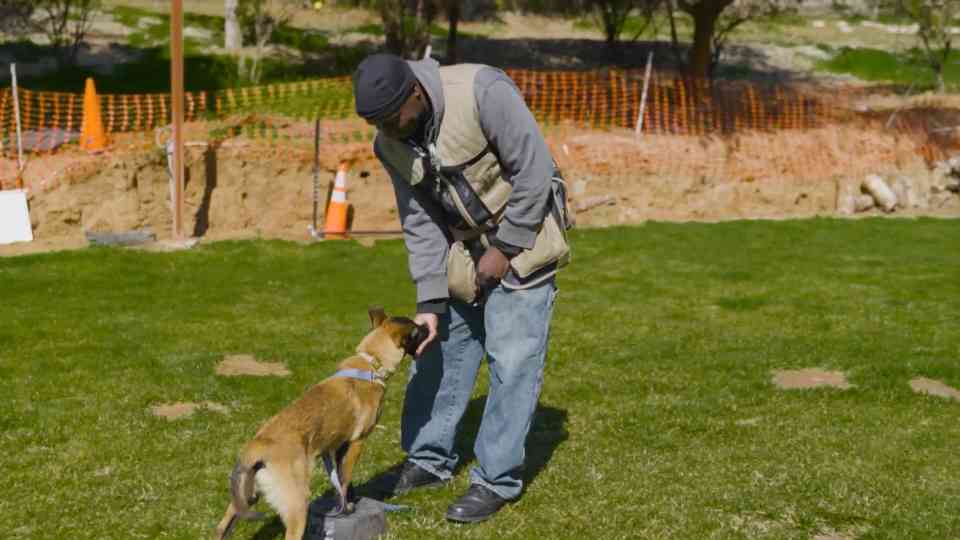 The technique that teaches dogs to move with intention