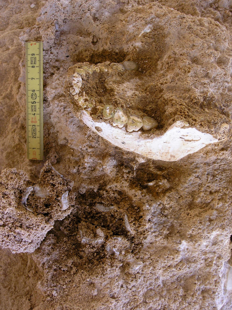 The mandible of an archaic human who lived about 773 000 years ago is seen during excavations at a cave called Grotte a Hominides at a site known as Thomas Quarry I in the southwest part of the Moroccan city of Casablanca, in this undated photograph released on January 7, 2026.  / Credit: J.P. Raynal, Programme Prehistoi via Reuters