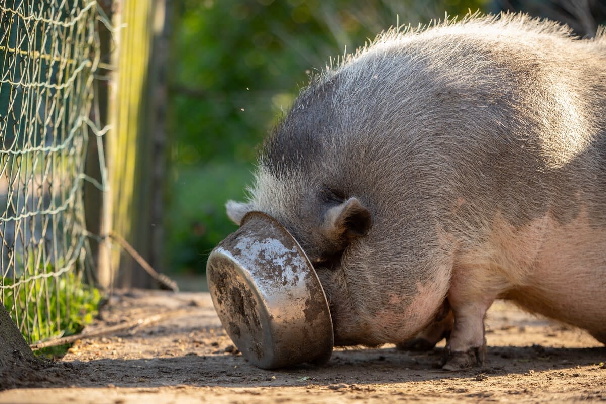 Adorable pig hogs food bowl in the most hilarious way